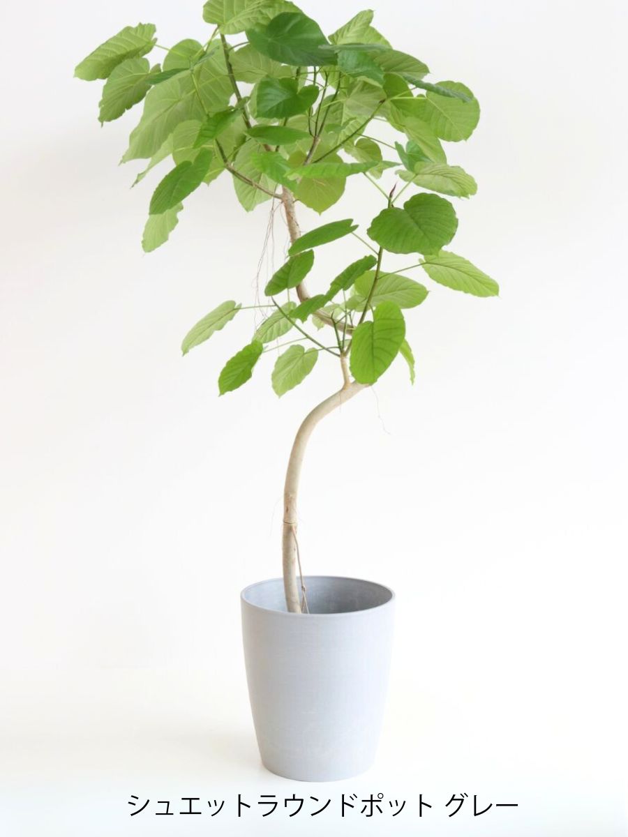 フィカス・ウンベラータ 10号の通販 | 観葉植物通販AONOKI（あおのき）