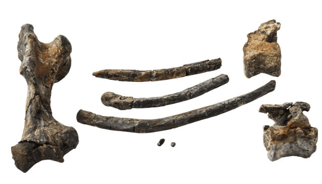 海の化石ミュージアム │ AOAO SAPPORO