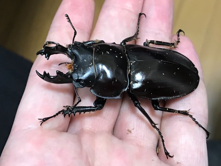 石垣 チャイロマルバネ ペア 石垣 チャイロマルバネ ペア ヤエヤマ