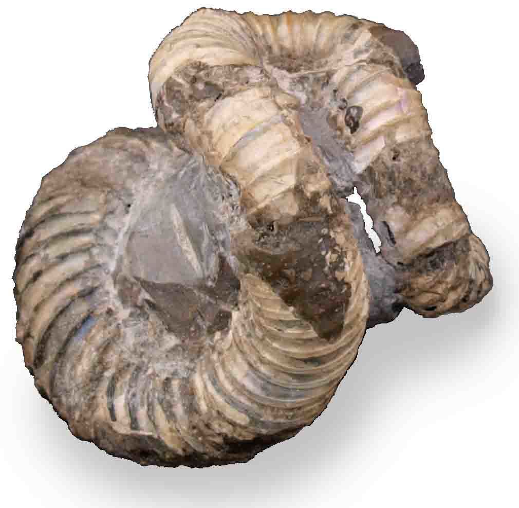 アイヌの神: 北海道＠アンモナイト日記