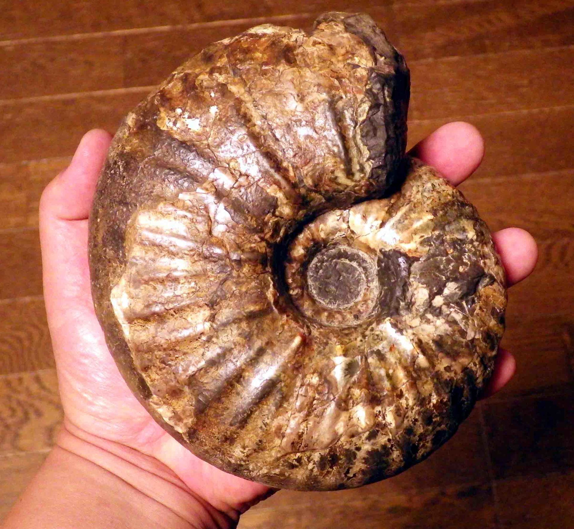 キャナドセラスの混乱 パート4 (まとめ): 北海道＠アンモナイト日記