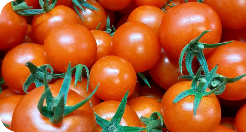 ミニトマト【通常品】1.2kg（200gx6パック）あまうる | 天草やまもと