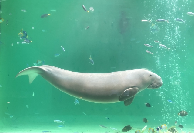 ジュゴン - あまくま琉球 amakuma ryukyu