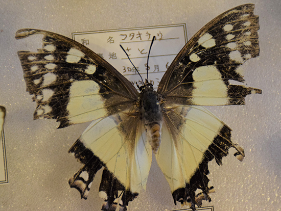 沖縄県天然記念物フタオチョウ捕獲 – 奄美新聞