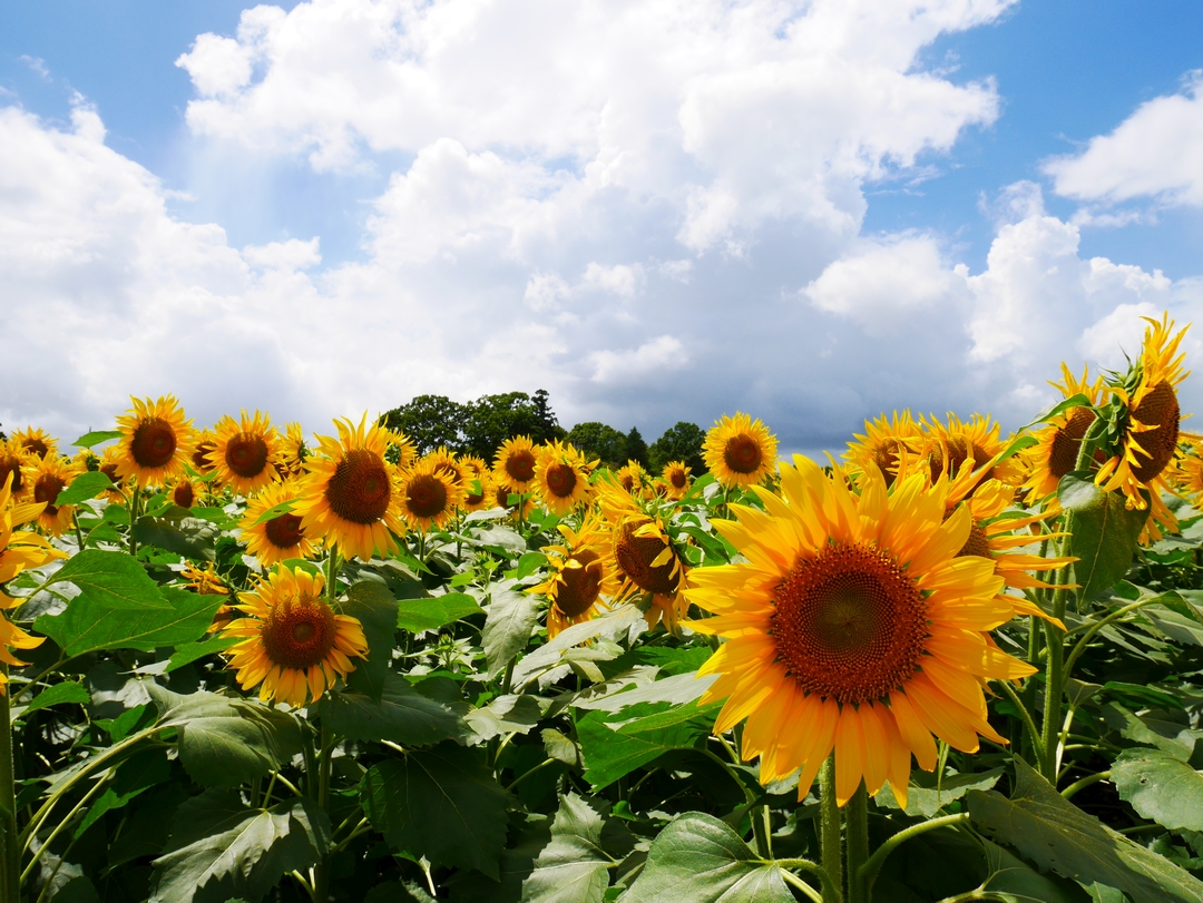 ひまわり(向日葵)の語源 | 秋元運輸倉庫株式会社