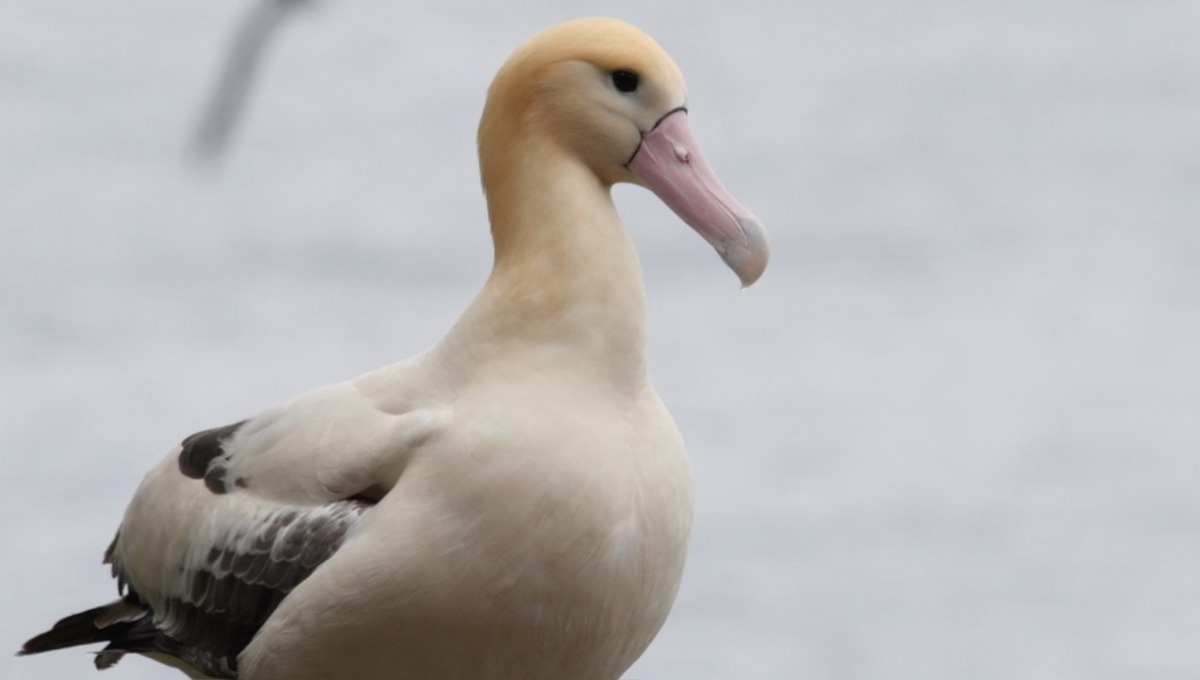 準絶滅危惧種（NT） | 世界アルバトロスデー＆シーバードウィーク