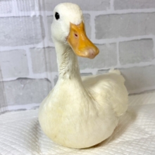 アヒルの仲間 の販売一覧| 千葉県・栃木県・神奈川県・埼玉県のペット