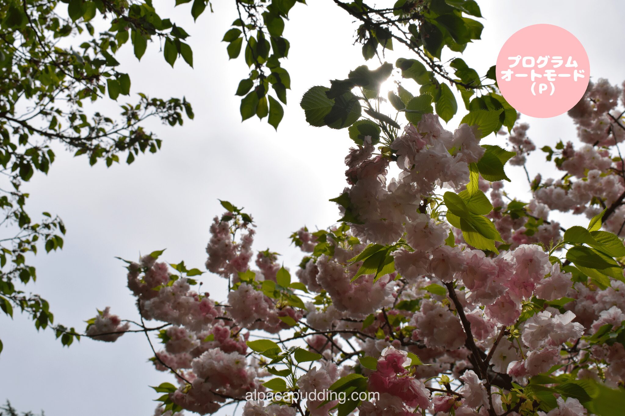 初心者カメラキット】ニコンのD5300をレンタルしてみた！【スマホ転送