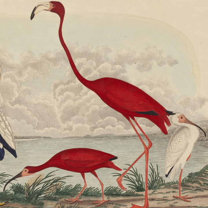 Haus Alpenz — The Scarlet Ibis Trinidad Rum