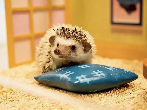 ちっちゃなハリネズミとドールハウスの世界へ！癒しのハリネズミカフェ