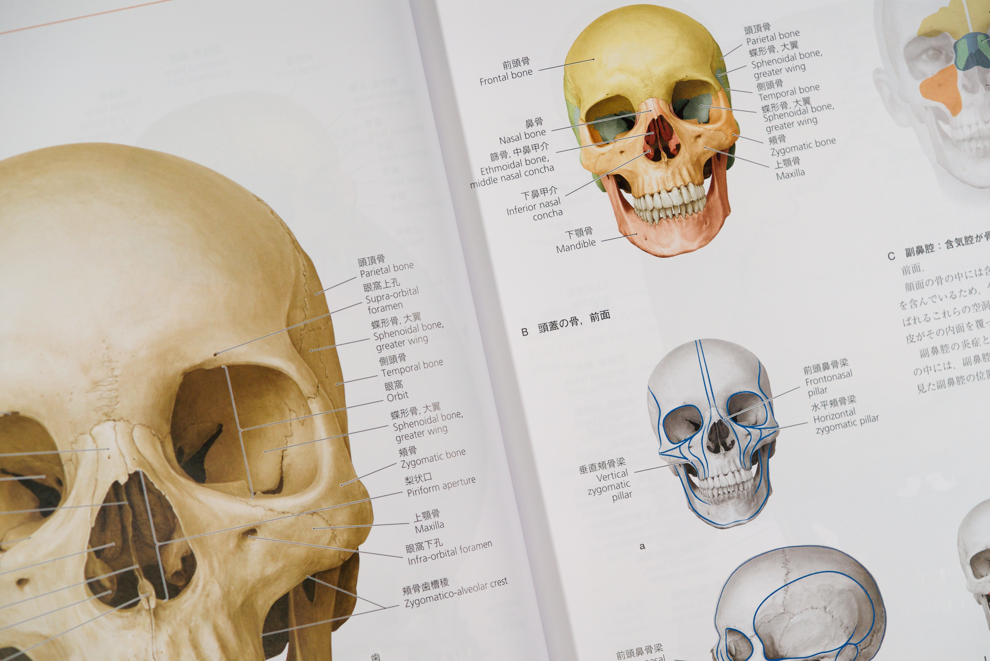 プロメテウス解剖学アトラス 頭頸部/神経解剖 第3版 / Anatomy 今日も