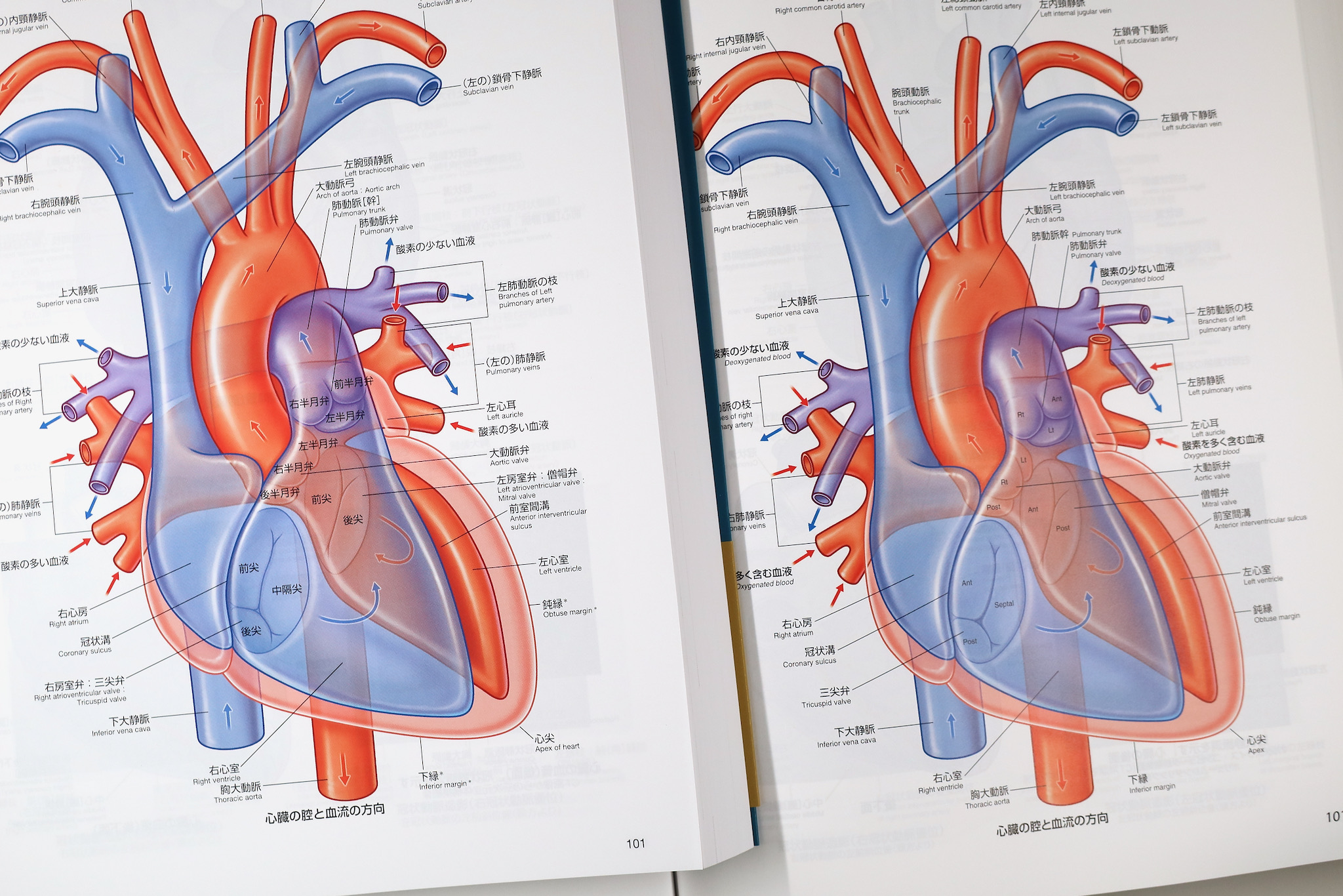 グレイ解剖学アトラス原著第3版 / Anatomy 今日も明日も/グレイ解剖学