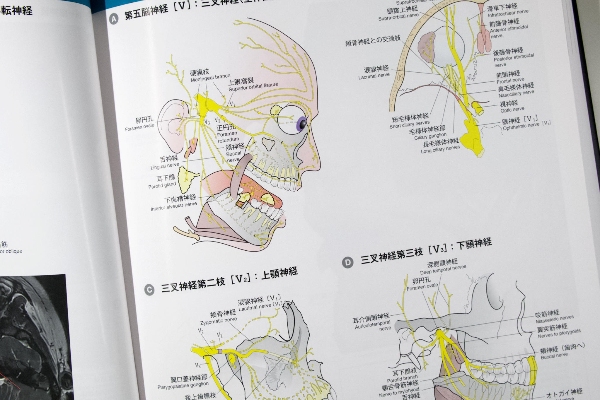 解剖学カラーアトラス 第8版 解剖学カラーアトラス 第8版 | JohannesW