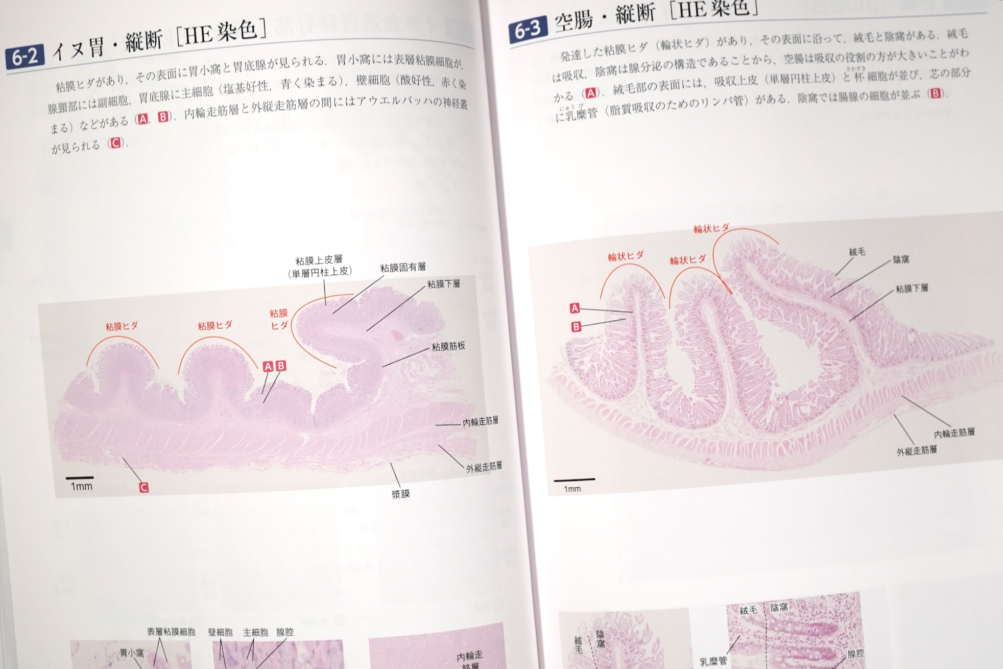 バーチャルスライド 口腔組織学 / Anatomy 今日も明日も/バーチャル