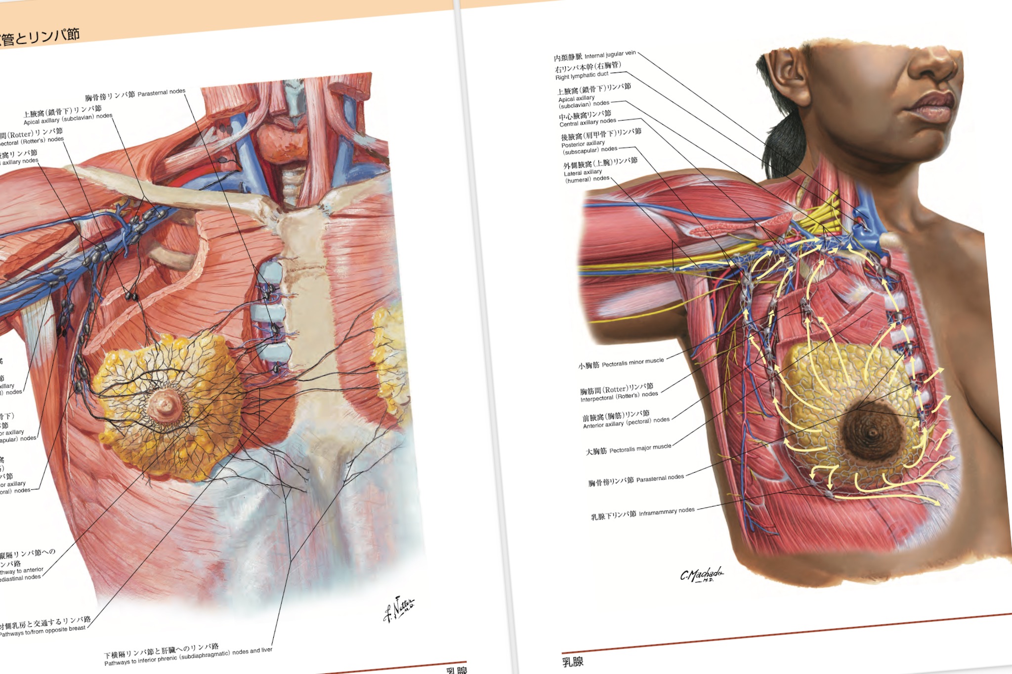 ネッター解剖学アトラス 原著第7版 / Anatomy 今日も明日も/ネッター