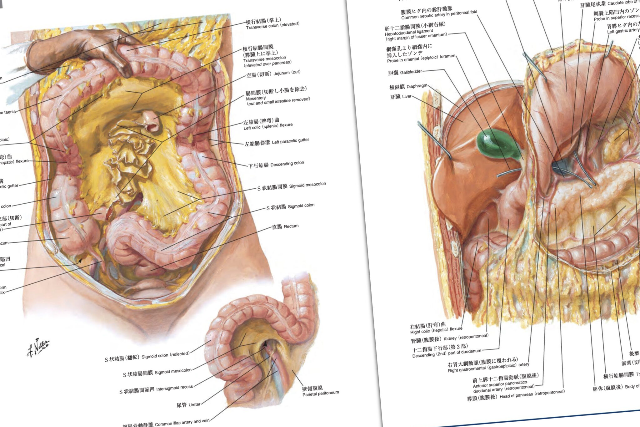 ネッター解剖学アトラス 原著第7版 / Anatomy 今日も明日も/ネッター