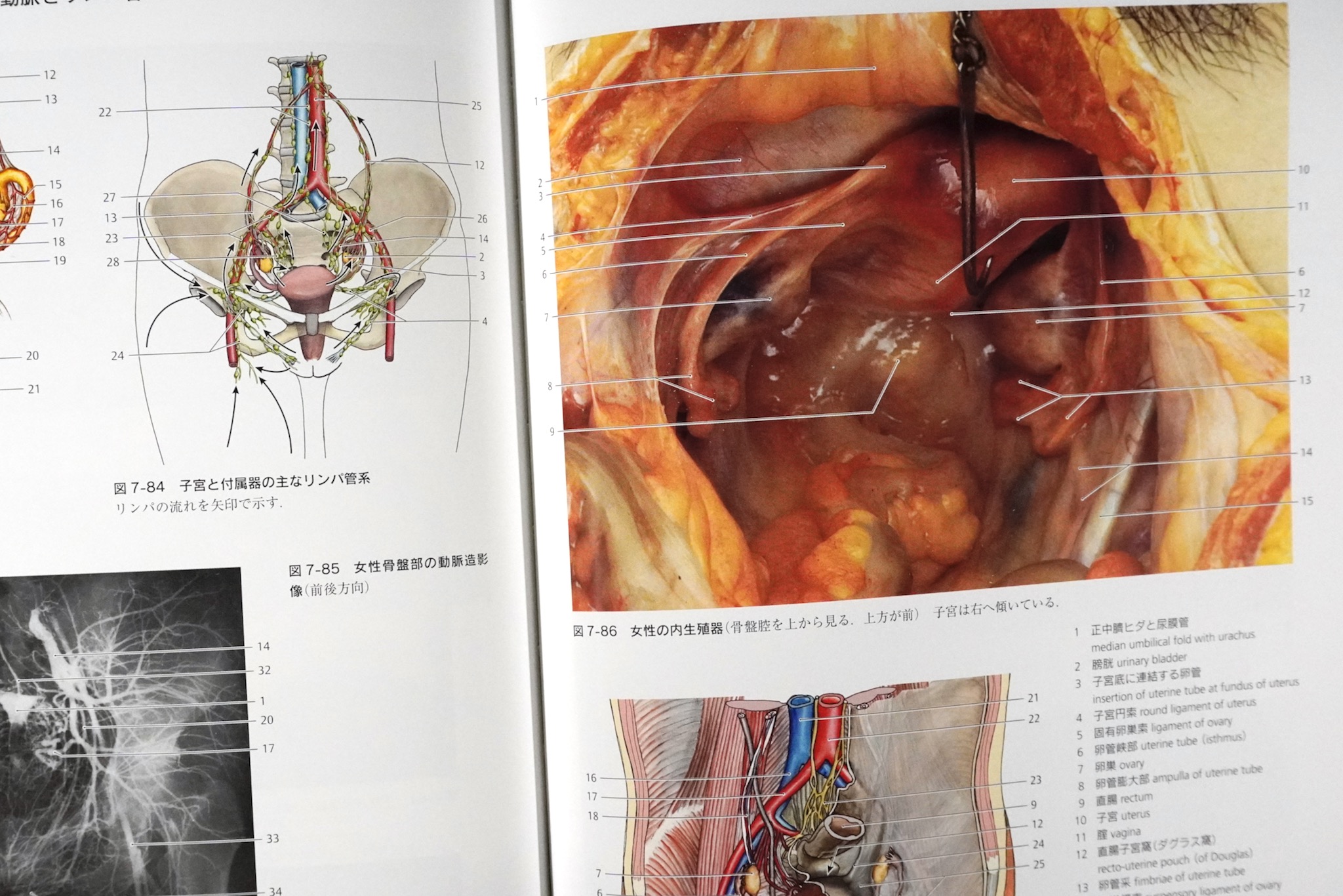 解剖学カラーアトラス 第9版 / Anatomy 今日も明日も/解剖学カラー