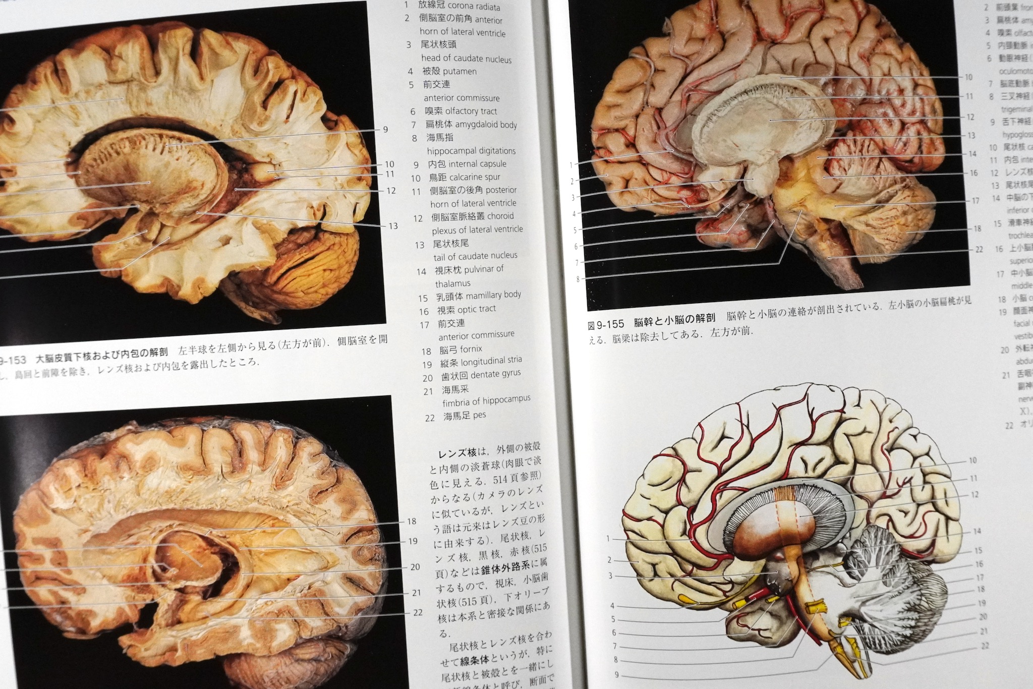 解剖学カラーアトラス 第9版 / Anatomy 今日も明日も/解剖学カラー
