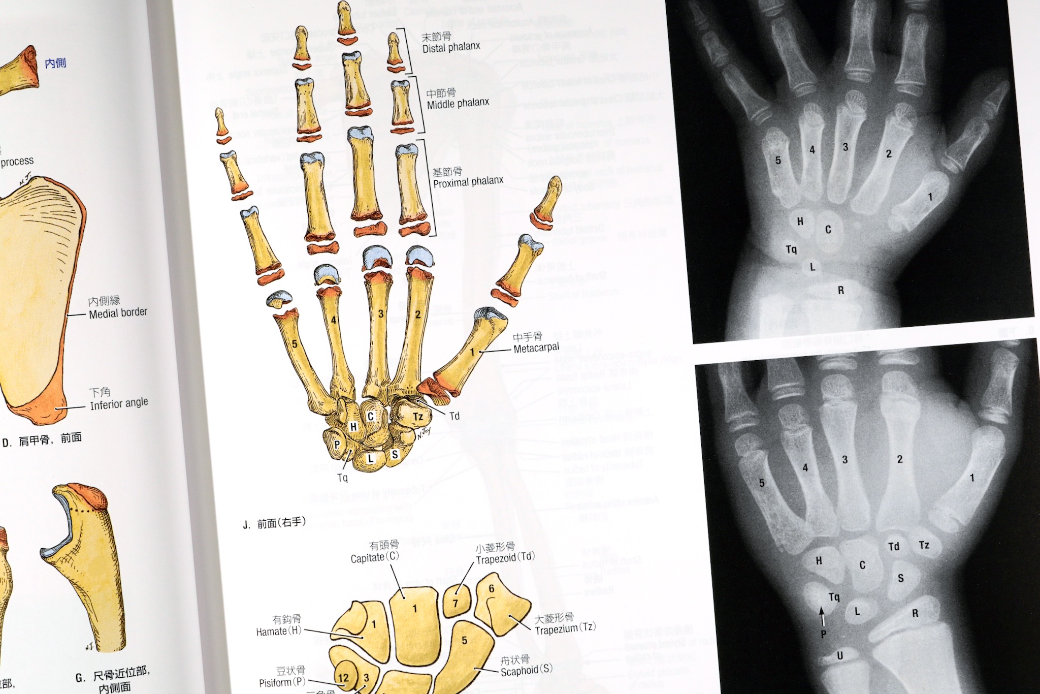 グラント解剖学図譜 第8版 / Anatomy 今日も明日も/グラント解剖学図譜