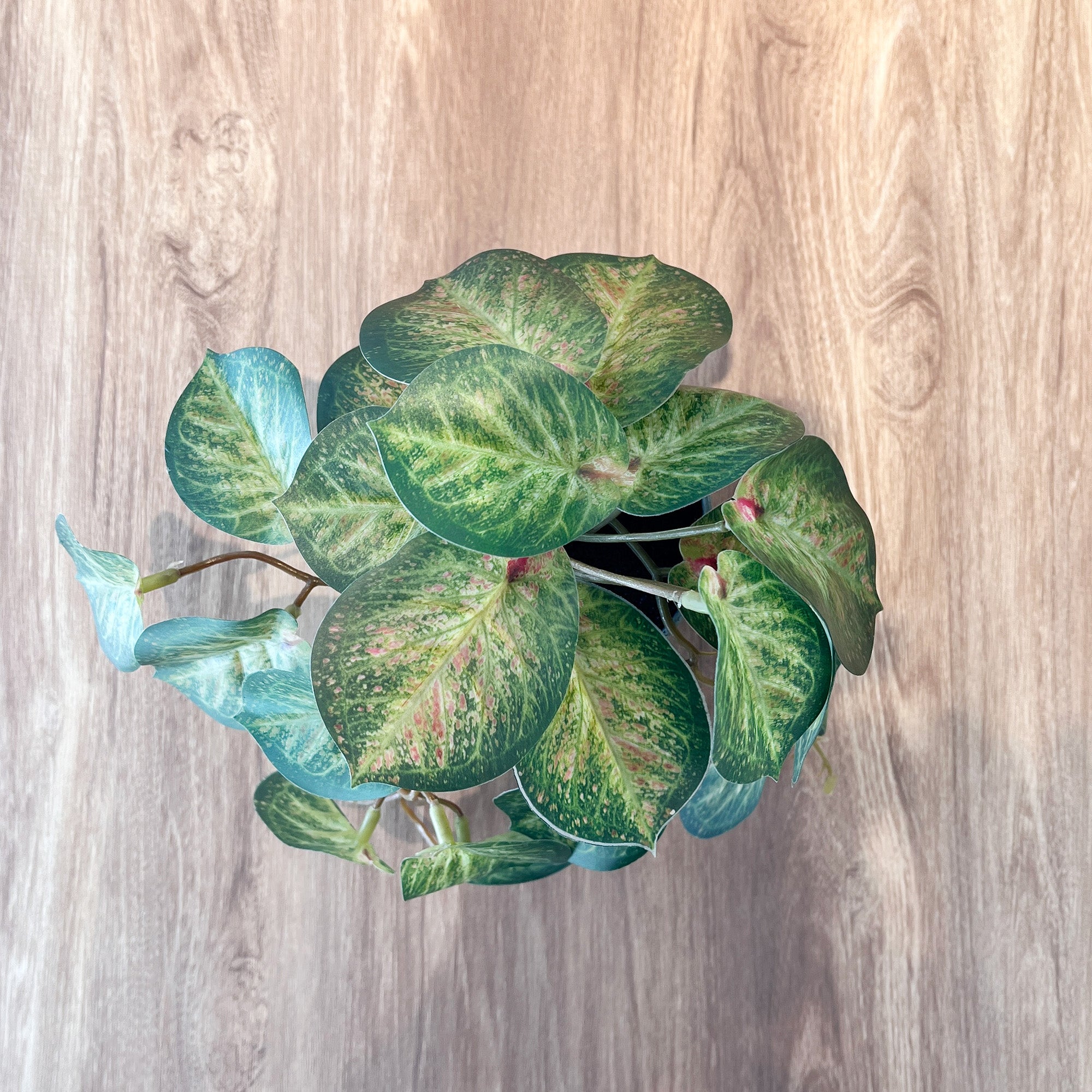 カラテア グレーポット-フェイクグリーン専用通販サイト – フェイク