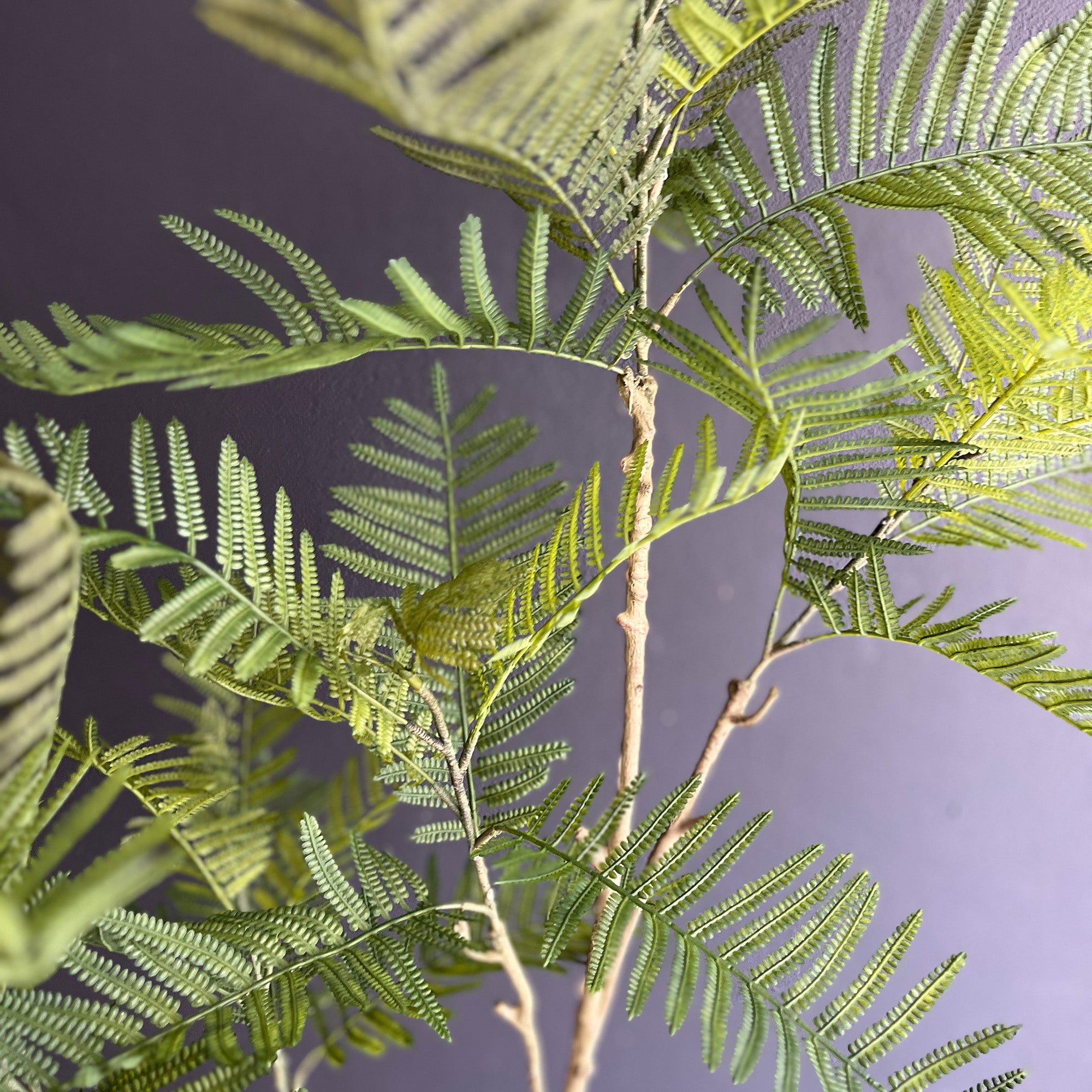 エバーフレッシュ 155cm- フェイクグリーン専用通販サイト – フェイク