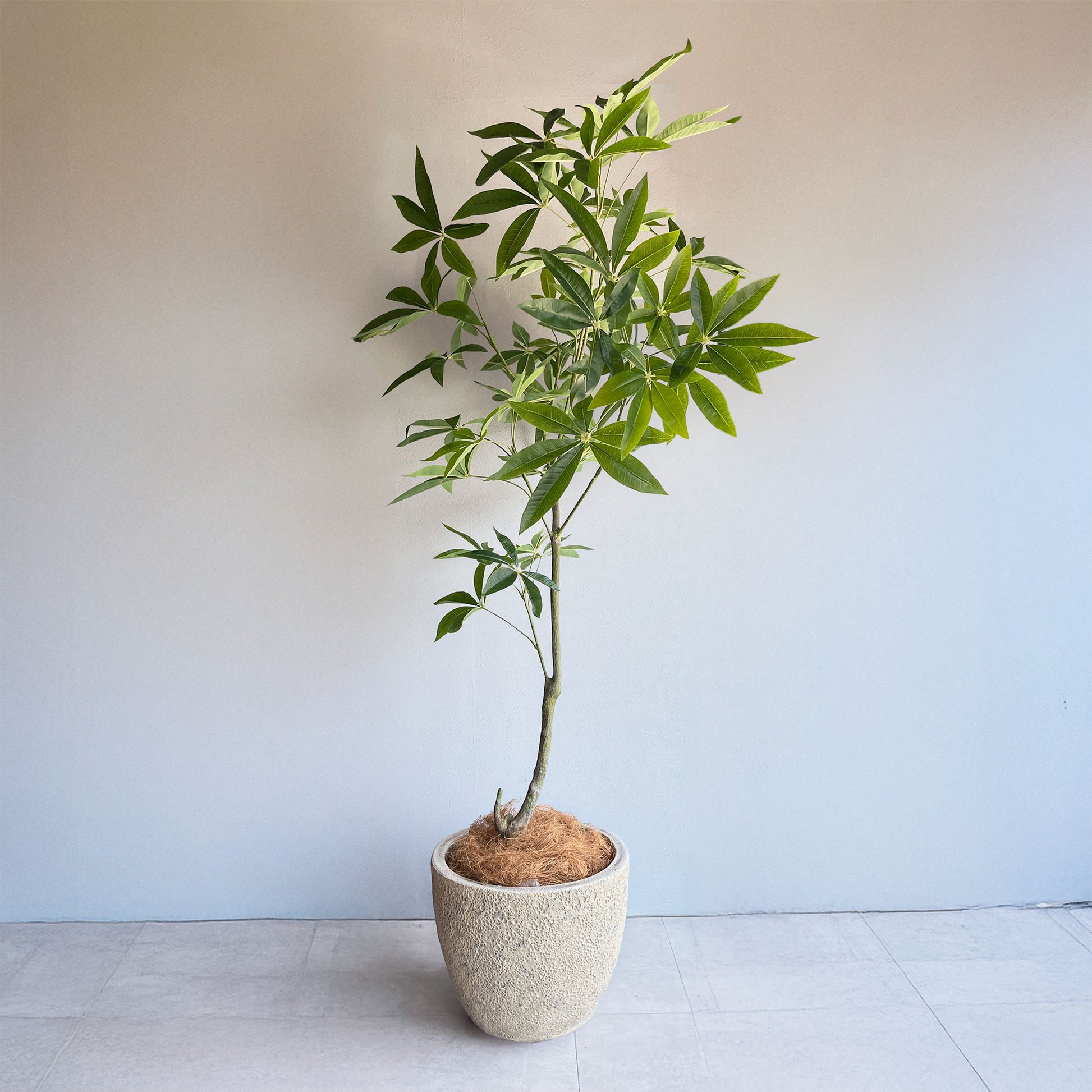 パキラ 150cm- フェイクグリーン専用通販サイト – フェイクグリーン