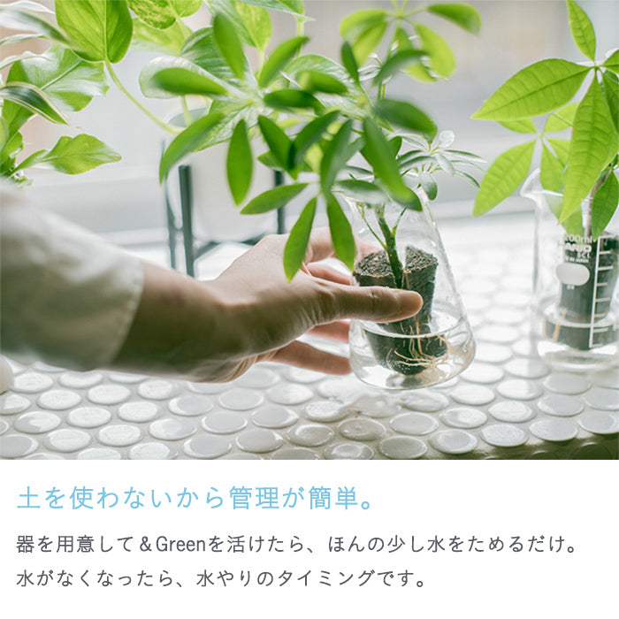 Secret Set（お得な観葉植物3種セット）｜土を使わない観葉植物 – &Green