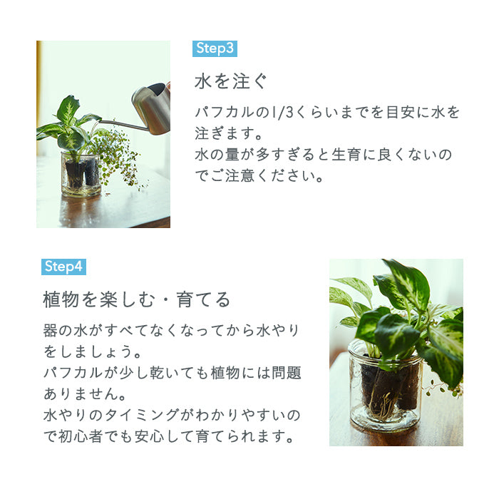Secret Set（お得な観葉植物3種セット）｜土を使わない観葉植物 – &Green