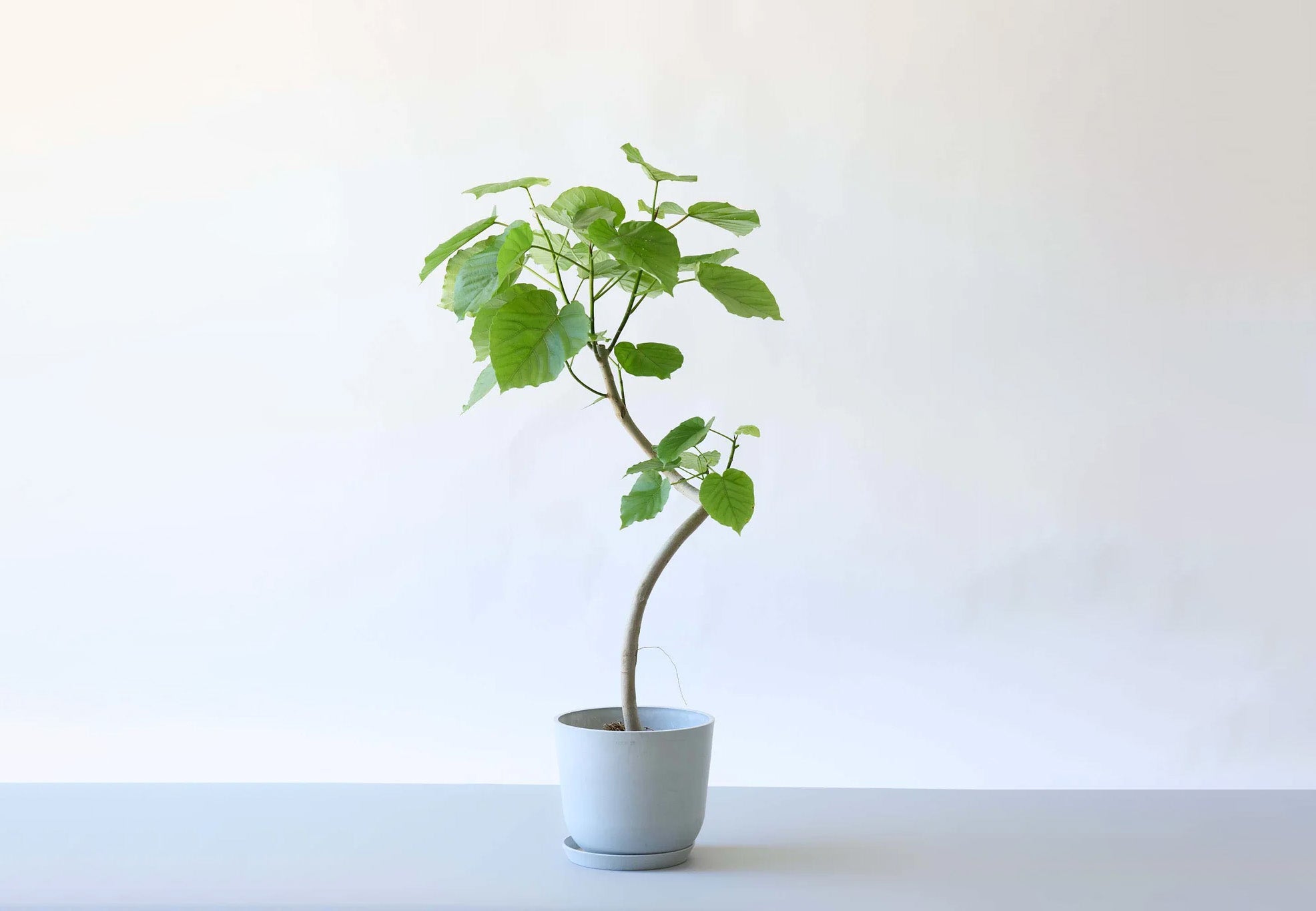 フィカス・ウンベラータ 8号 | 観葉植物の通販 AND PLANTS (アンド