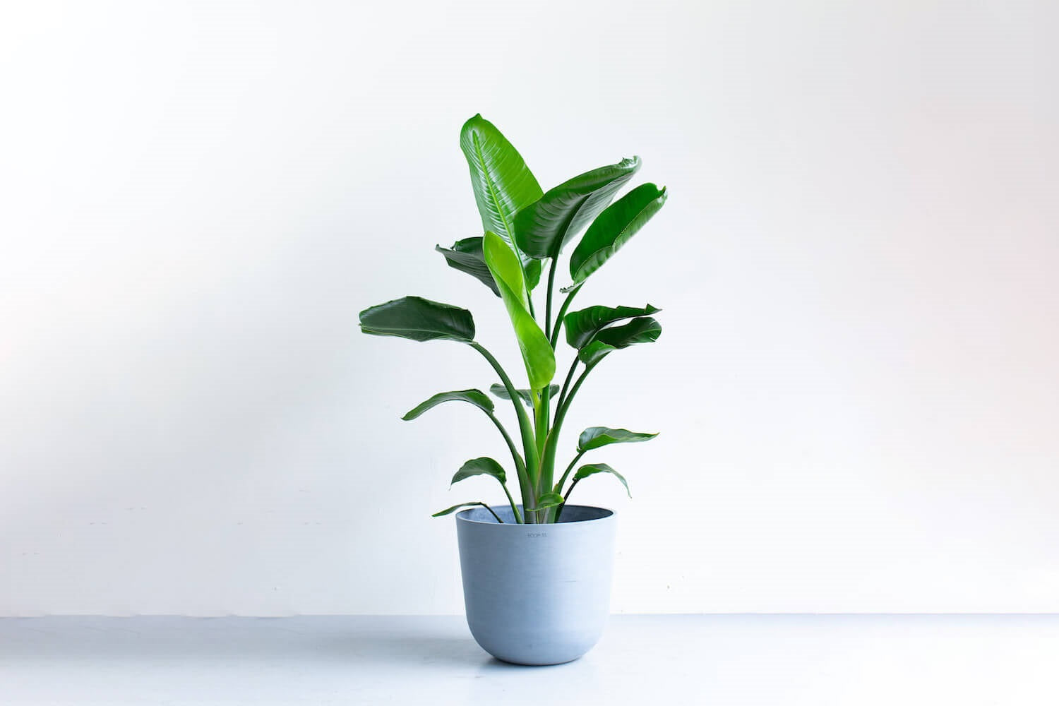 ストレリチア・オーガスタ 10号 | 観葉植物の通販 AND PLANTS (アンド