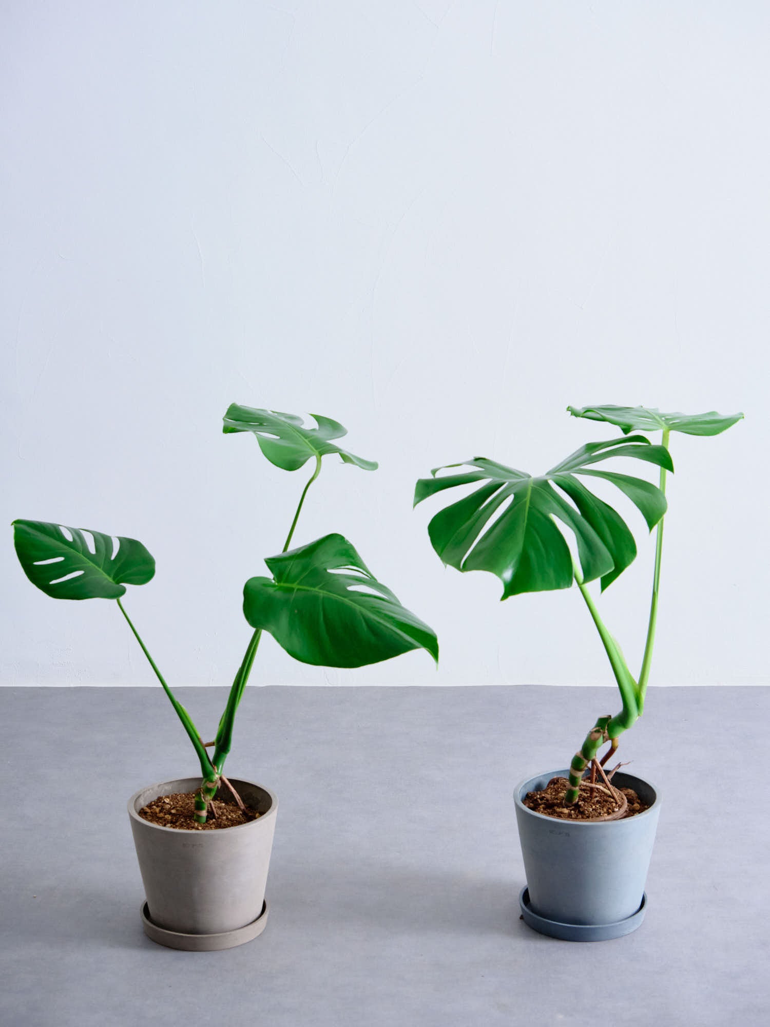 モンステラ・デリシオーサ S | 観葉植物の通販 AND PLANTS (アンド