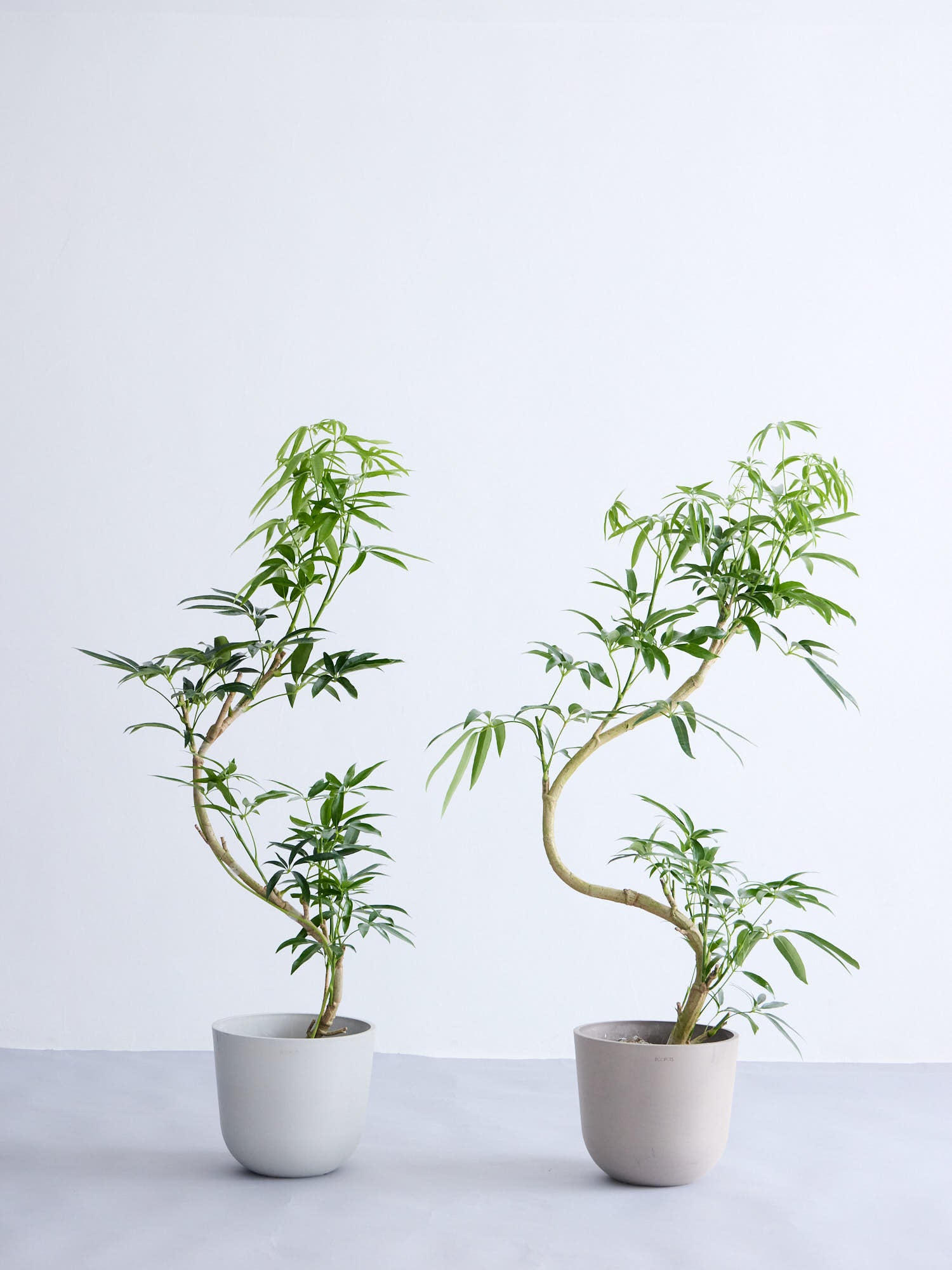 シェフレラ・アンガスティフォリア まがり M | 観葉植物の通販 AND