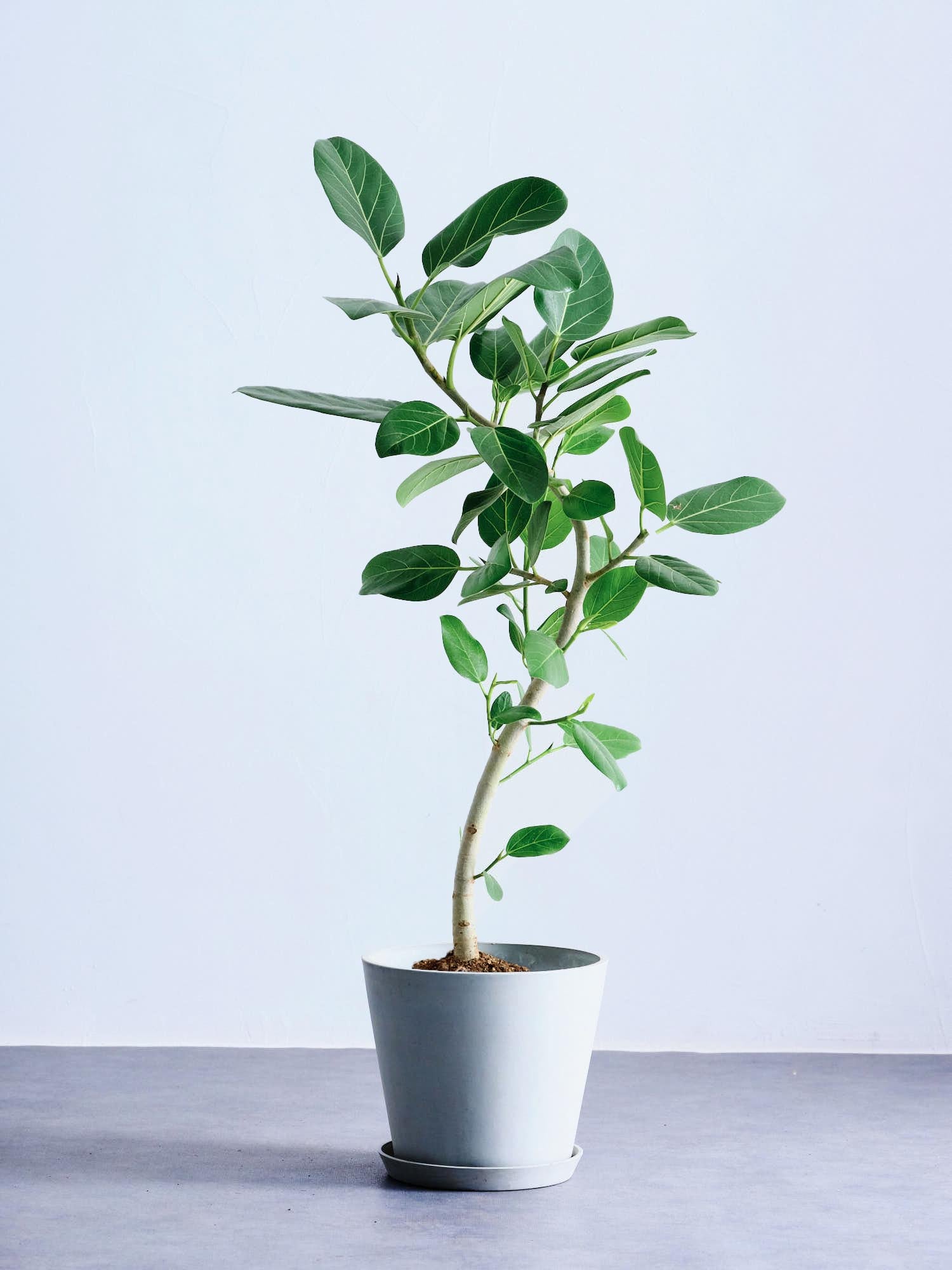 フィカス・ベンガレンシス 8号 | 観葉植物の通販 AND PLANTS (アンド