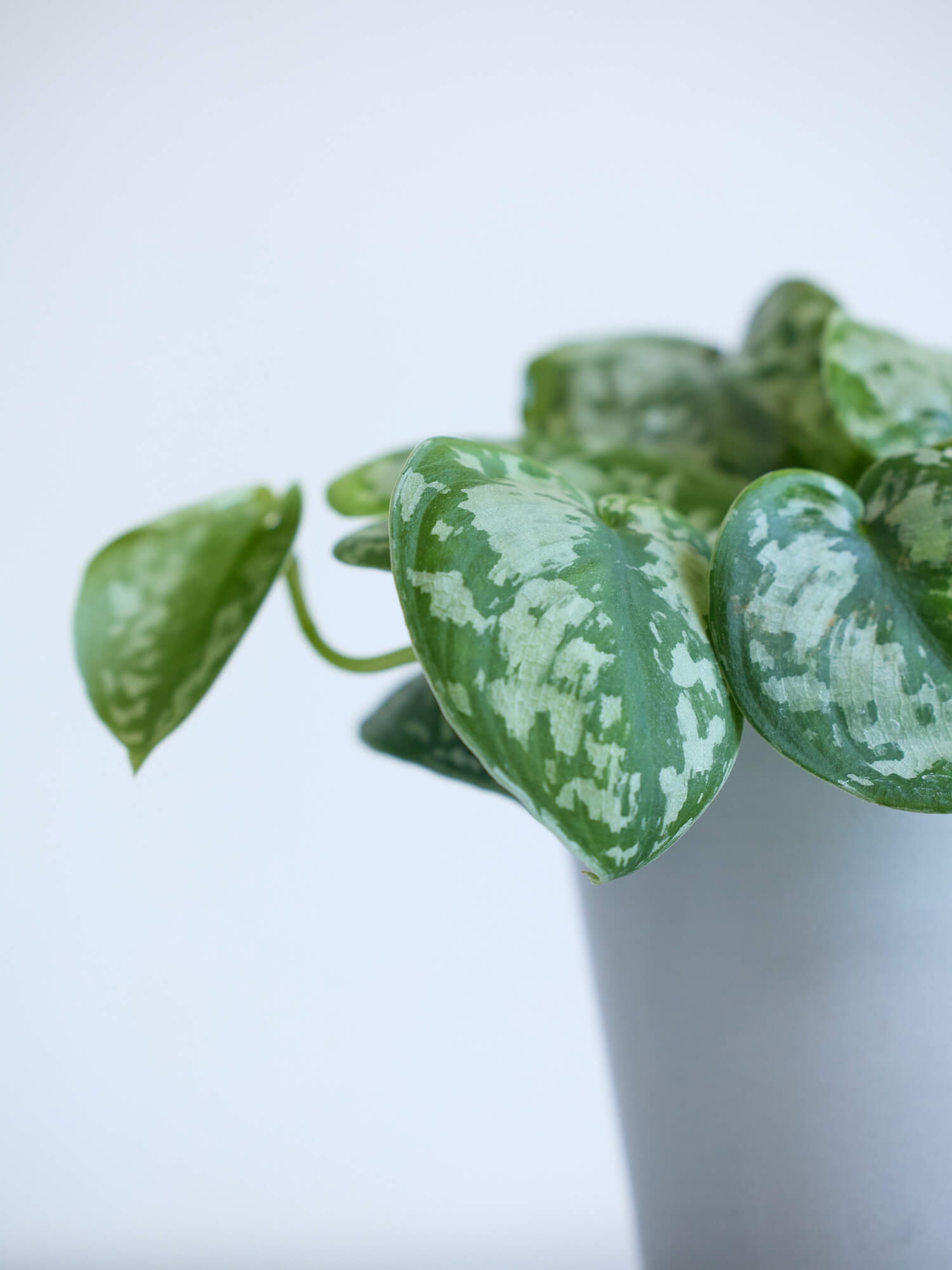 スキンダプサス Table-M | 観葉植物の通販 AND PLANTS (アンドプランツ)