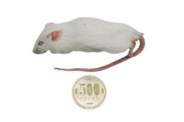 冷凍マウス アダルトMサイズ