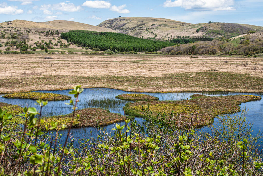 八島湿原（霧ヶ峰）｜高原に広がる神秘の湿原と季節の花々 – アサマde