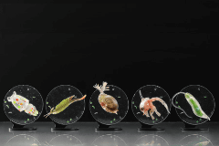 カプセルフィギュア「ミクロコスモス～プランクトン大全～」発売