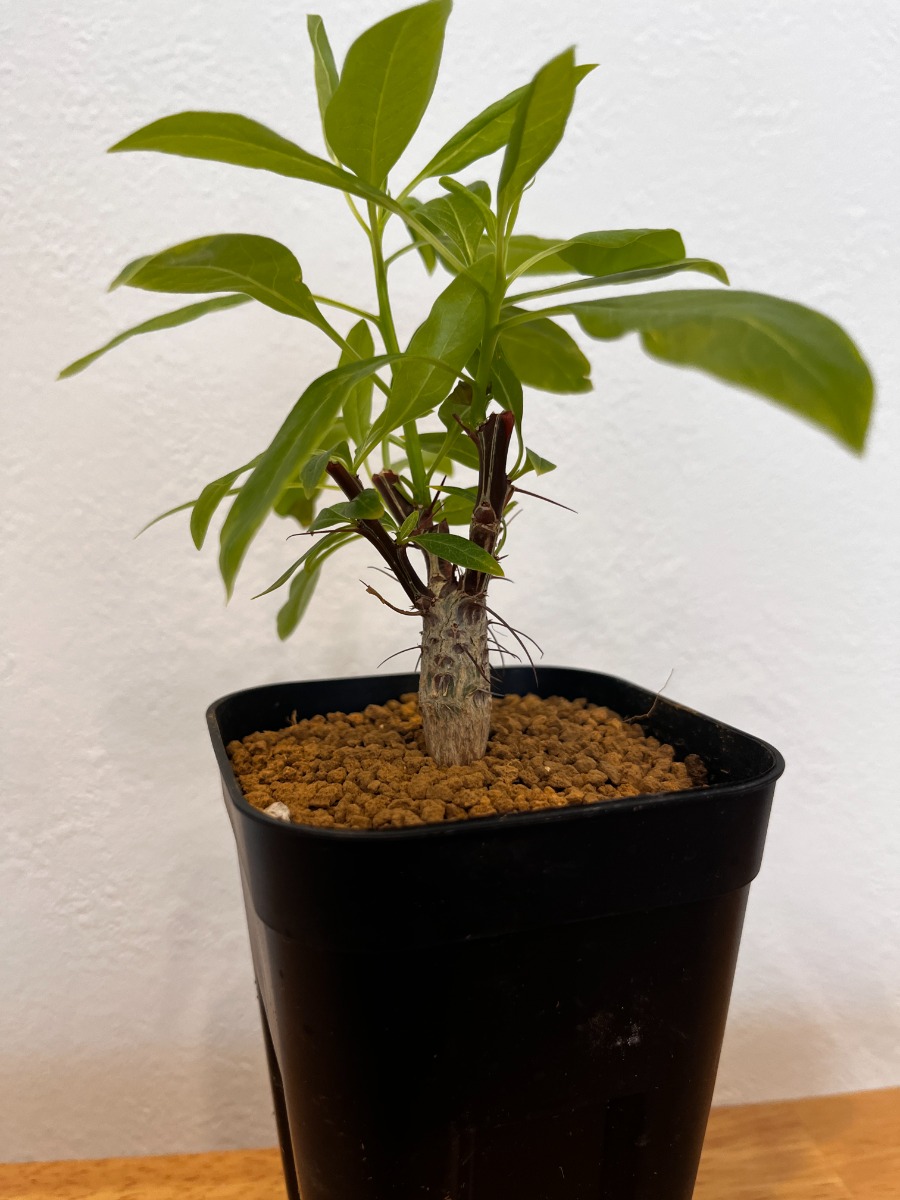 フォークイエリア・ファシクラータ（実生）_01 | SHELF