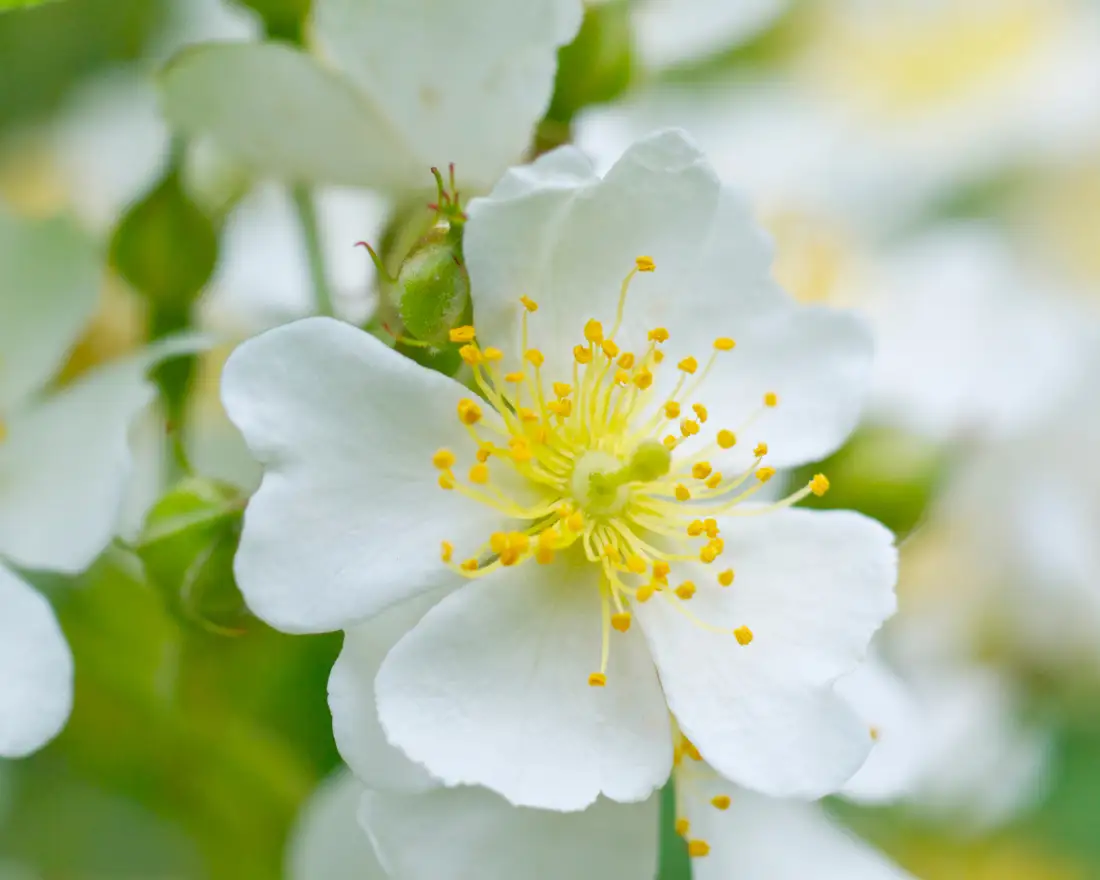 Eclat Charme(エクラシャルム)|ファビウス公式オンラインショップ