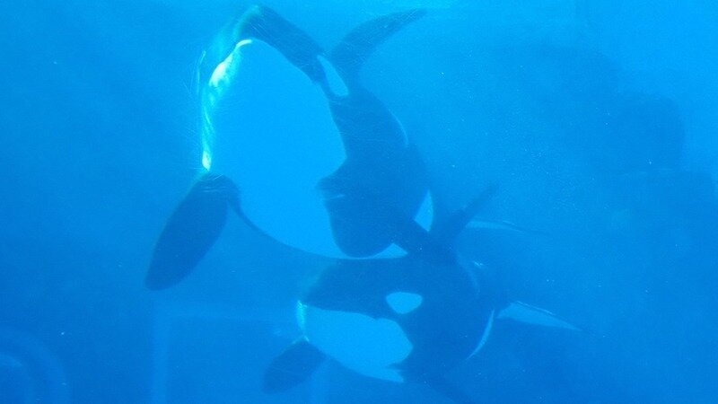 BfadenGfXWuNDKW-800x450-noPad.