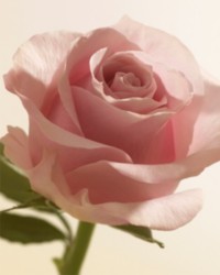 シグネチャー フレグランス｜Burberry® 公式サイト