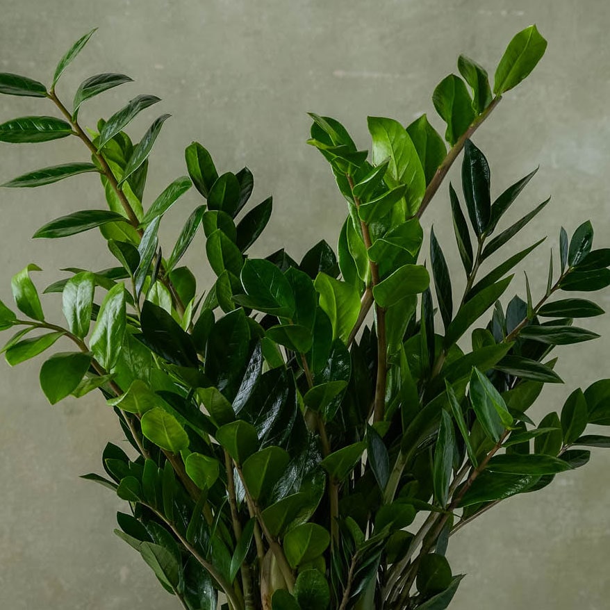 Indoor ZZ Plant in Orb Pot in Boston MA - Winston Flowers