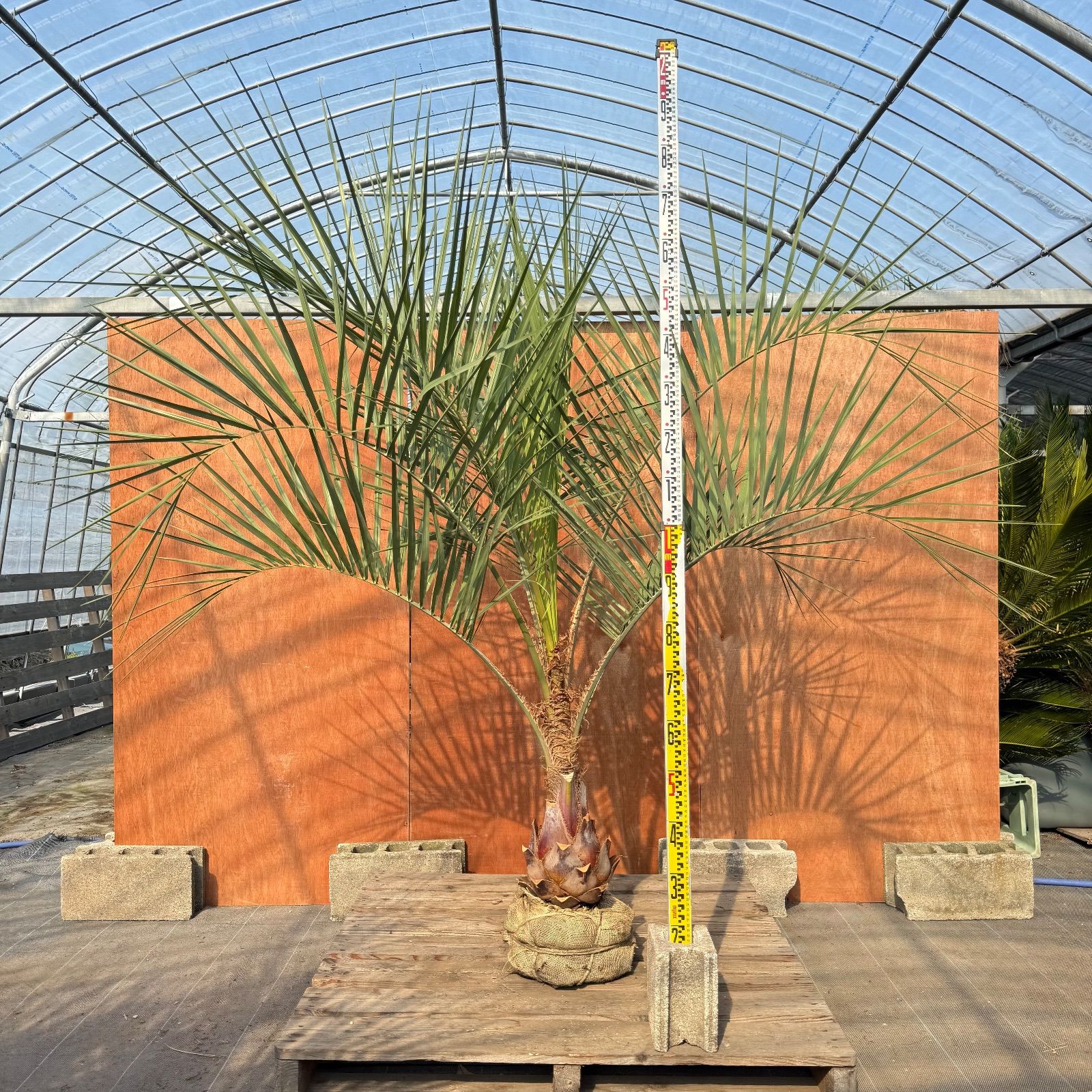 ココスヤシシルバーリーフ【極太】葉先270cm幹回り90cm 幹高40cm