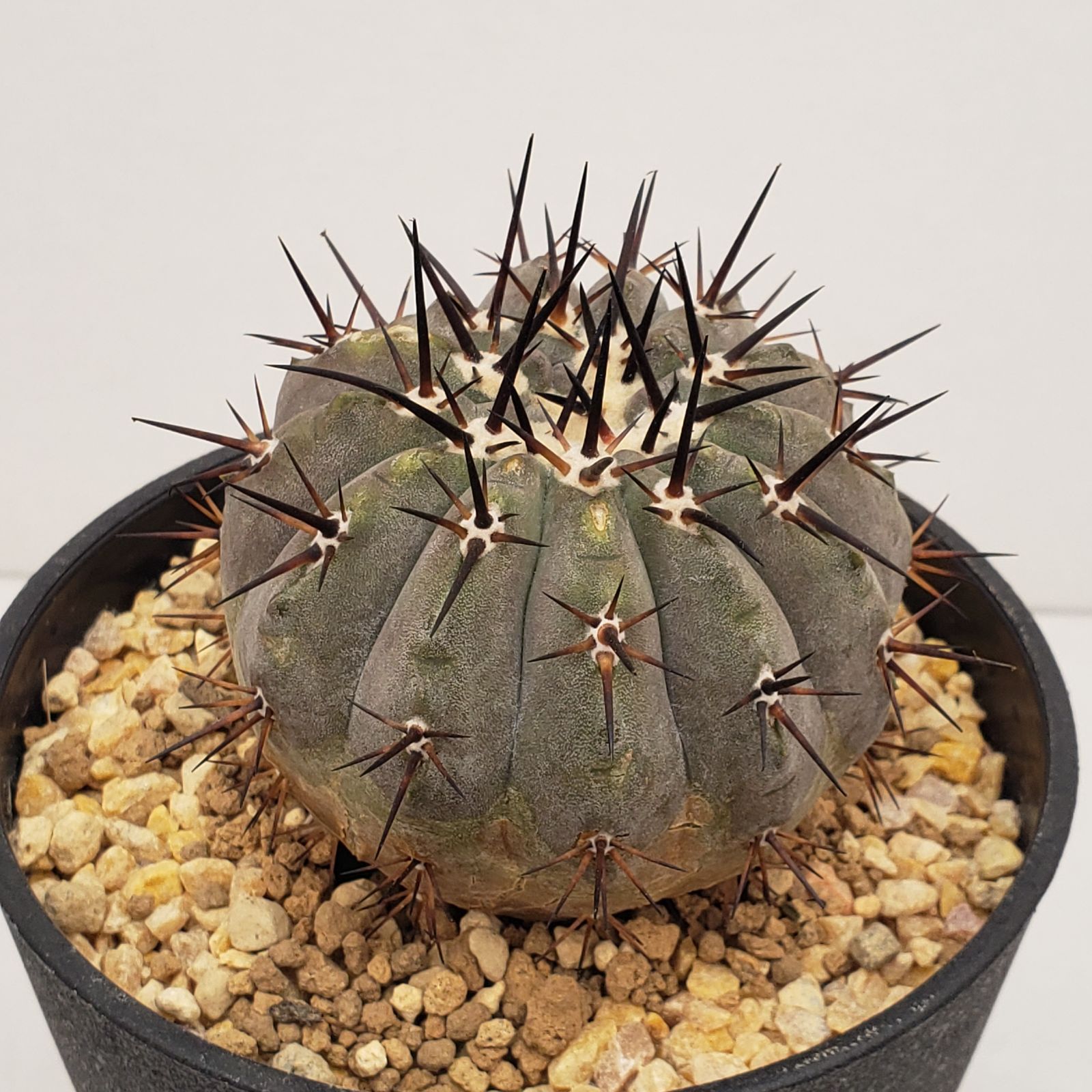 P350【シン入荷！】コピアポア シネレア 黒王丸（接ぎおろし・鉢植え