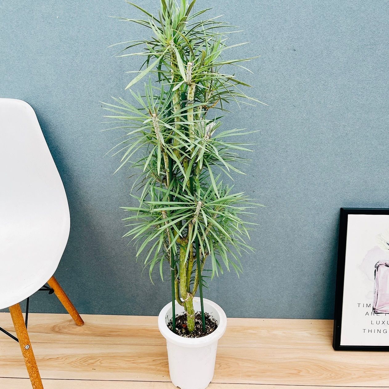 現品］N1 セネシオ クレイニア モンキーツリー 7号 観葉植物 レア 多肉