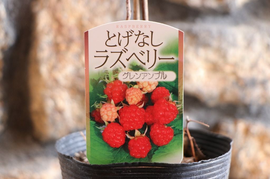 トゲなし ラズベリー グレンアンプル 4〜4.5号ロングポット苗 【1株