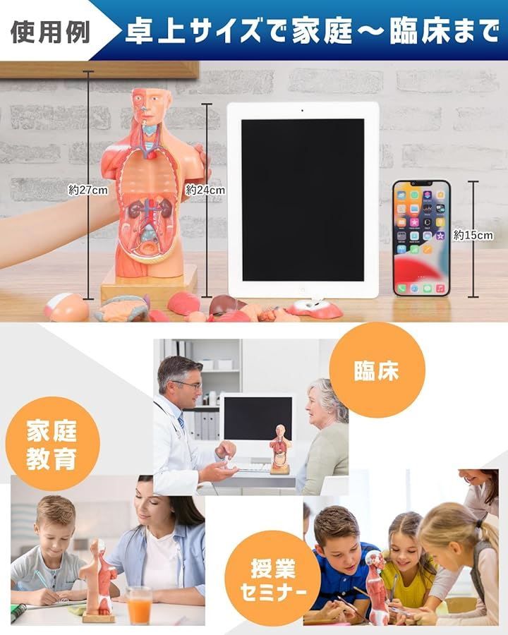 KIYOMARU ソフトな質感で15分解できる卓上サイズの人体解剖模型 人体