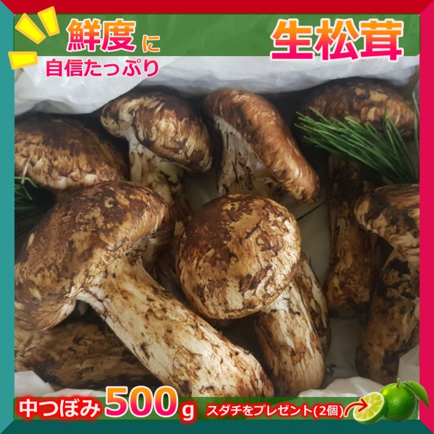松茸 北海道 500g 訳あり ② 国産 matsutake0831_01.jpg