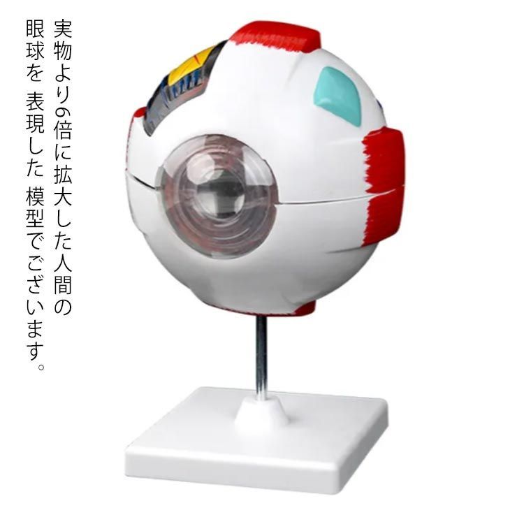 目玉 眼球 眼 眼球 目 6倍拡大模型 眼球モデル 人体模型 解剖学 眼科
