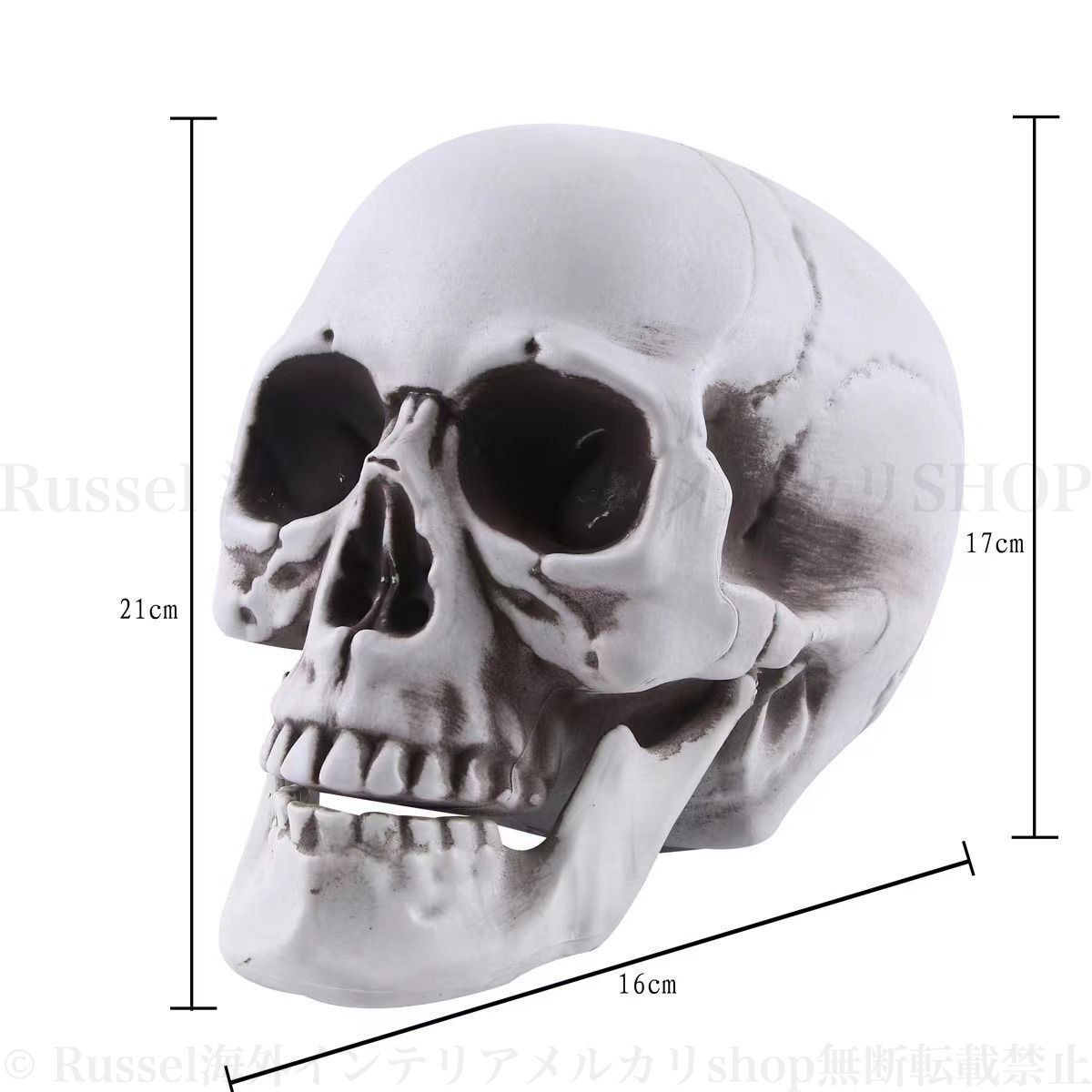 ドクロ どくろ がいこつ 頭蓋骨 模型 人形 スカル 置物 ハロウィン